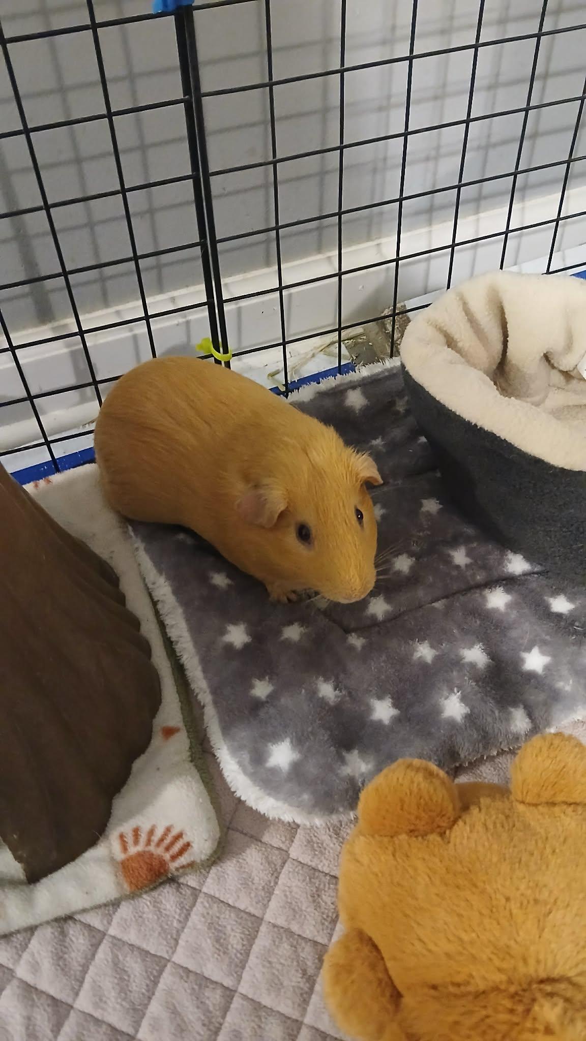Enlarge Bread & Crumb, a Adoptable Guinea Pig in Saint Paul, MN image 1/5