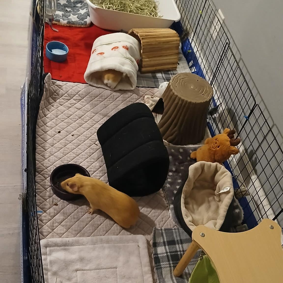 Enlarge Bread & Crumb, a Adoptable Guinea Pig in Saint Paul, MN image 2/5