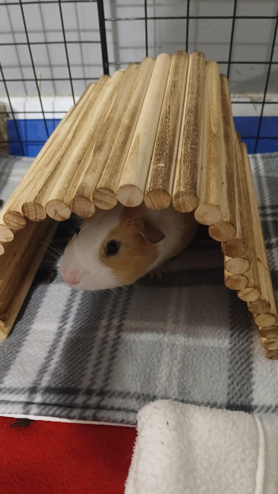 Enlarge Bread & Crumb, a Adoptable Guinea Pig in Saint Paul, MN image 3/5