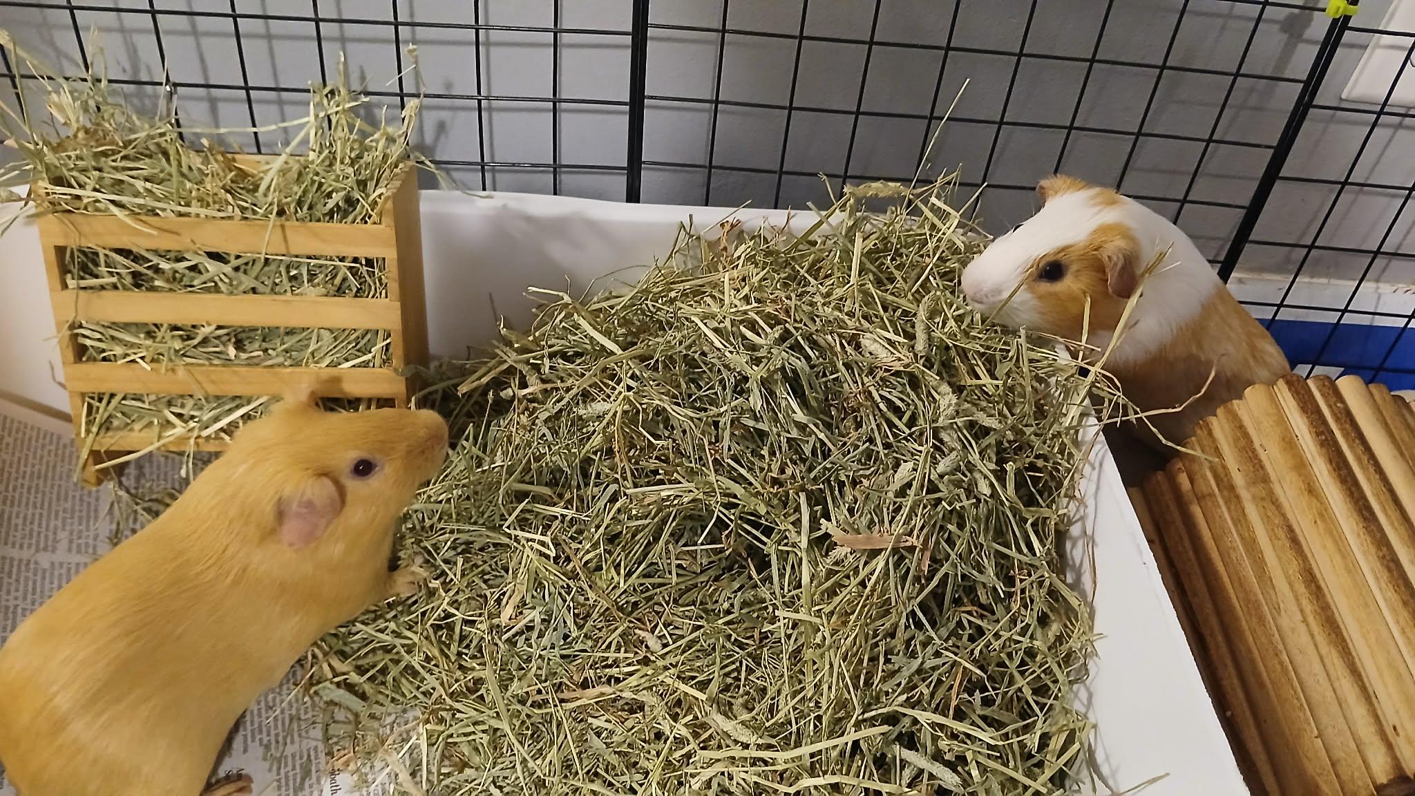 Enlarge Bread & Crumb, a Adoptable Guinea Pig in Saint Paul, MN image 5/5