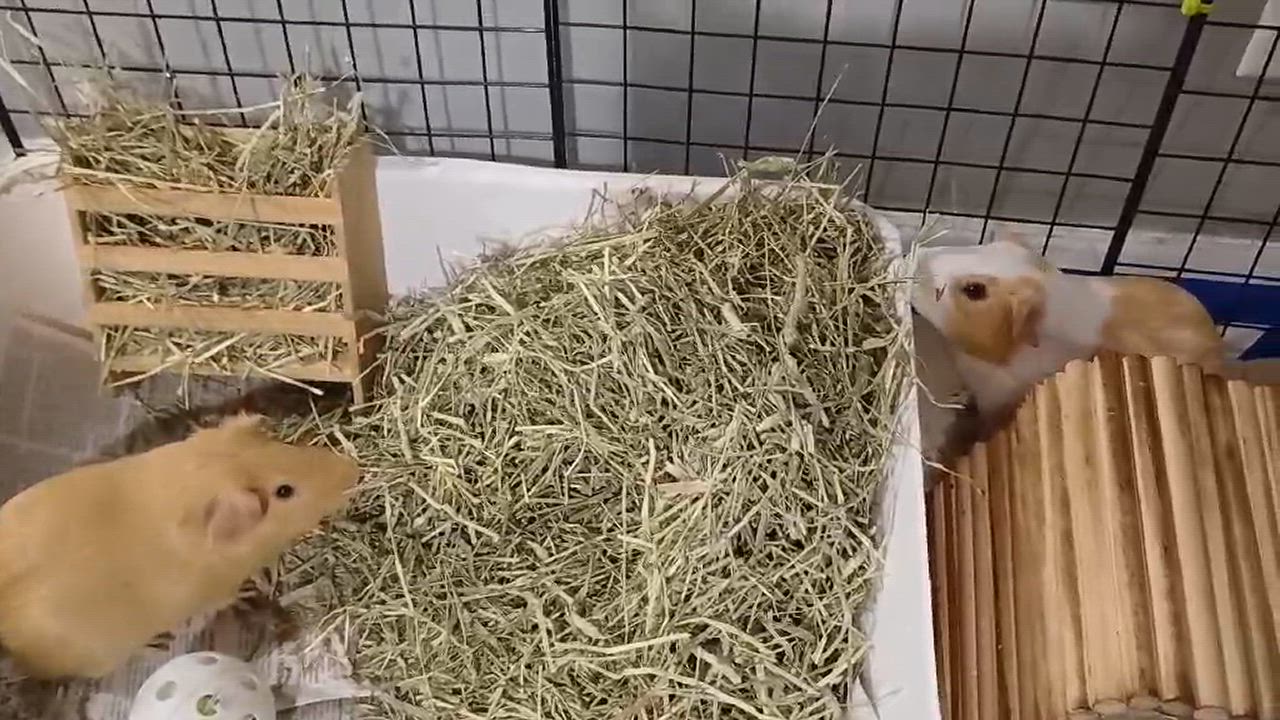 Enlarge Bread & Crumb, a Adoptable Guinea Pig in Saint Paul, MN video 4/5