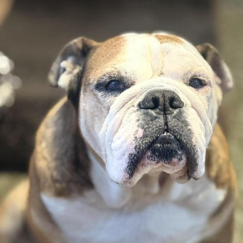 Enlarge Marley, a Adoptable English Bulldog in Austin, TX image 1/5