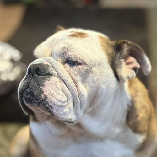 Enlarge Marley, a Adoptable English Bulldog in Austin, TX image 2/5