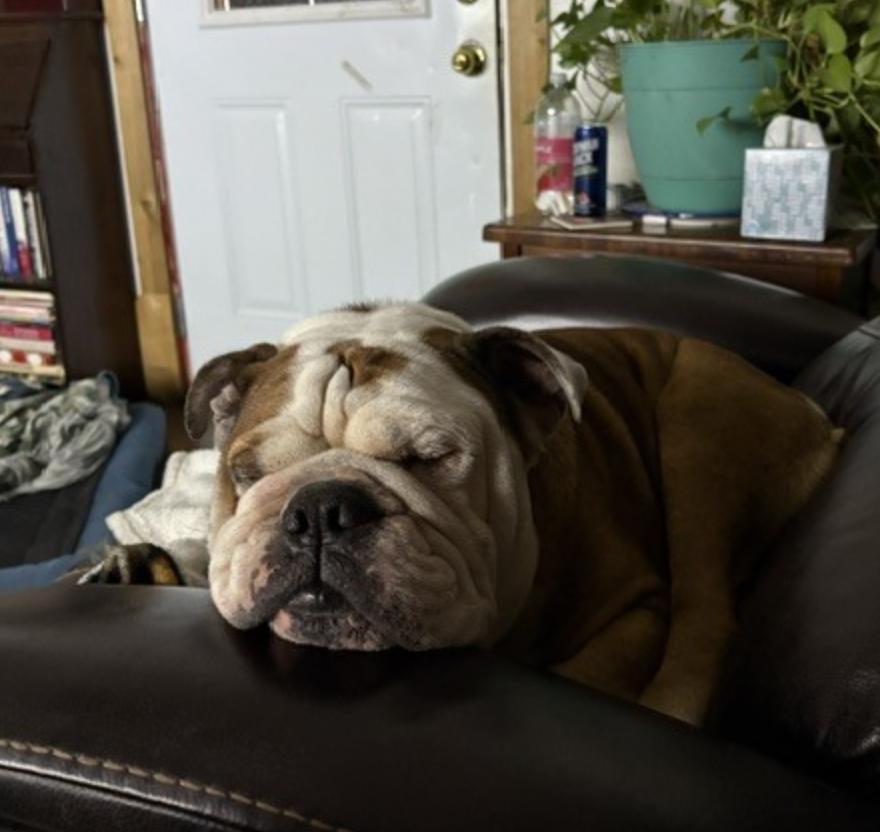 Enlarge Marley, a Adoptable English Bulldog in Austin, TX image 1/2