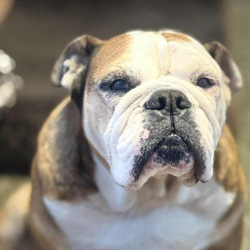 Enlarge Marley, a Adoptable English Bulldog in Austin, TX image 3/5