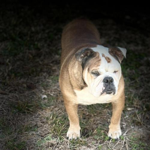 Enlarge Marley, a Adoptable English Bulldog in Austin, TX image 4/5