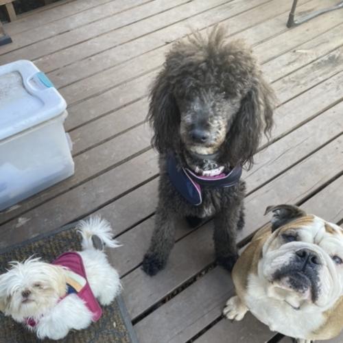 Enlarge Marley, a Adoptable English Bulldog in Austin, TX image 2/2