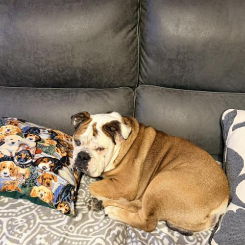 Enlarge Marley, a Adoptable English Bulldog in Austin, TX image 5/5