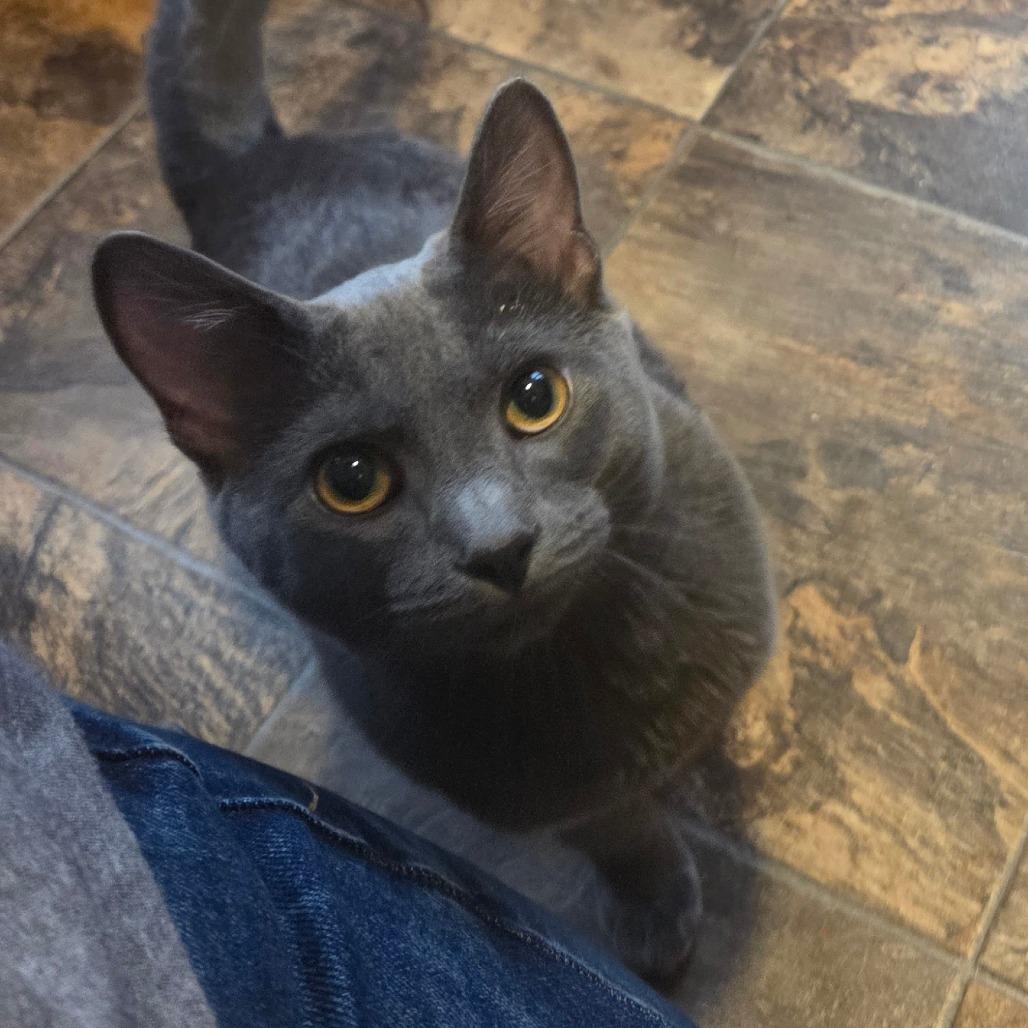 Tennessee, Adoptable, Young Male Domestic Short Hair.
