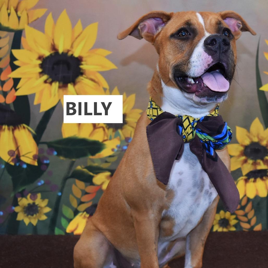 Billie, a Adoptable mixed breed in Yuma, AZ image 1/2