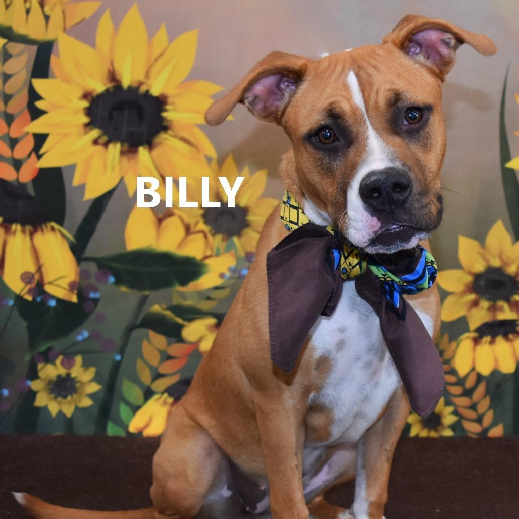 Billie, a Adoptable mixed breed in Yuma, AZ image 2/2