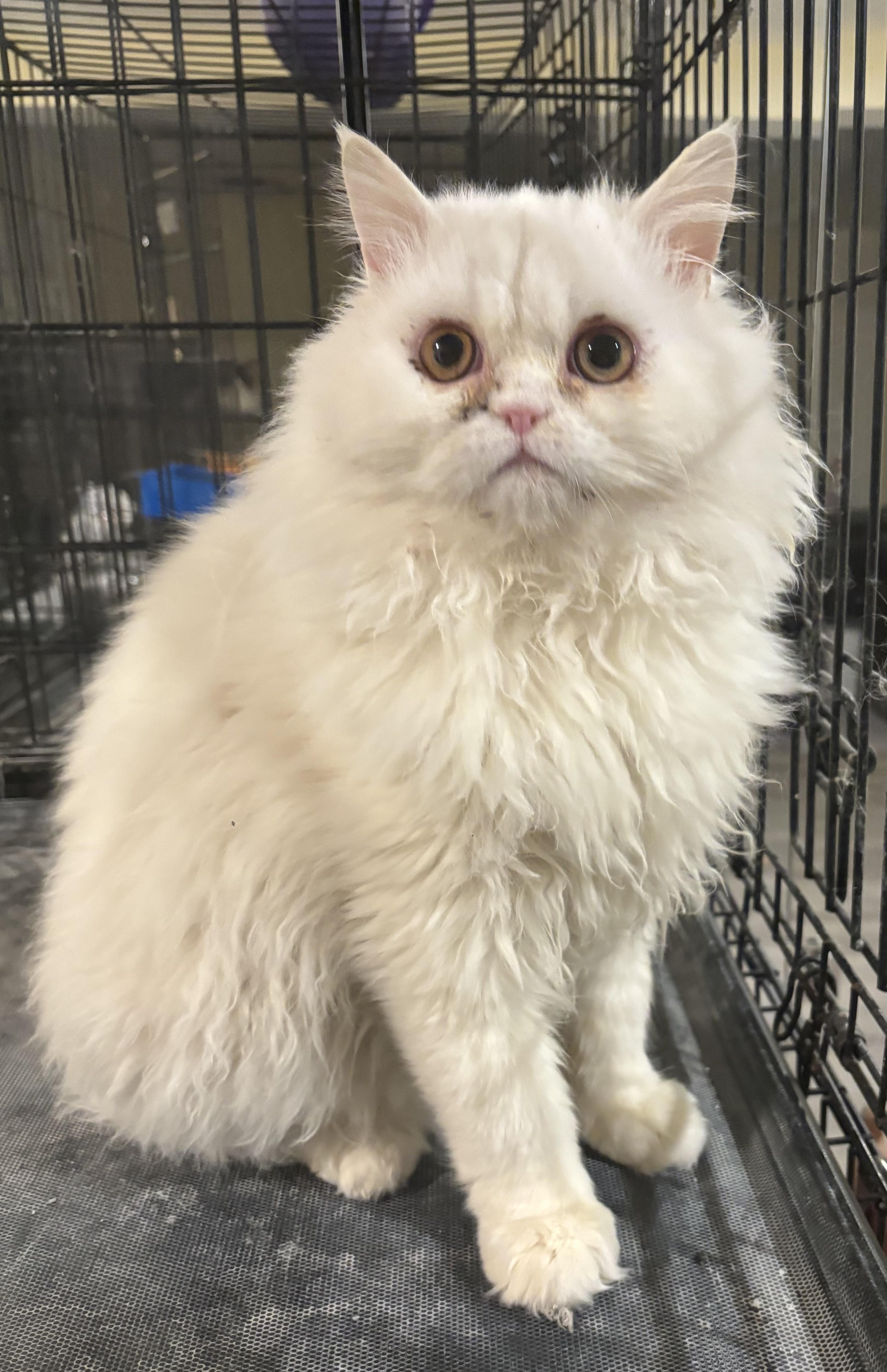 Enlarge Casper (Persian), a ADOPTABLE Persian in Fairfax, VA image 2/4