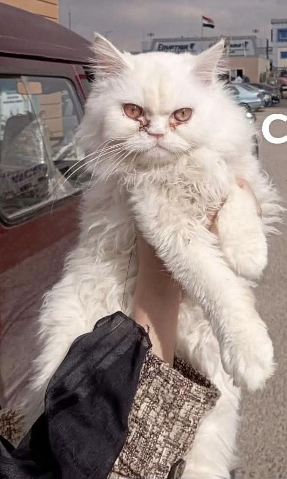 Enlarge Casper (Persian), a ADOPTABLE Persian in Fairfax, VA image 4/4