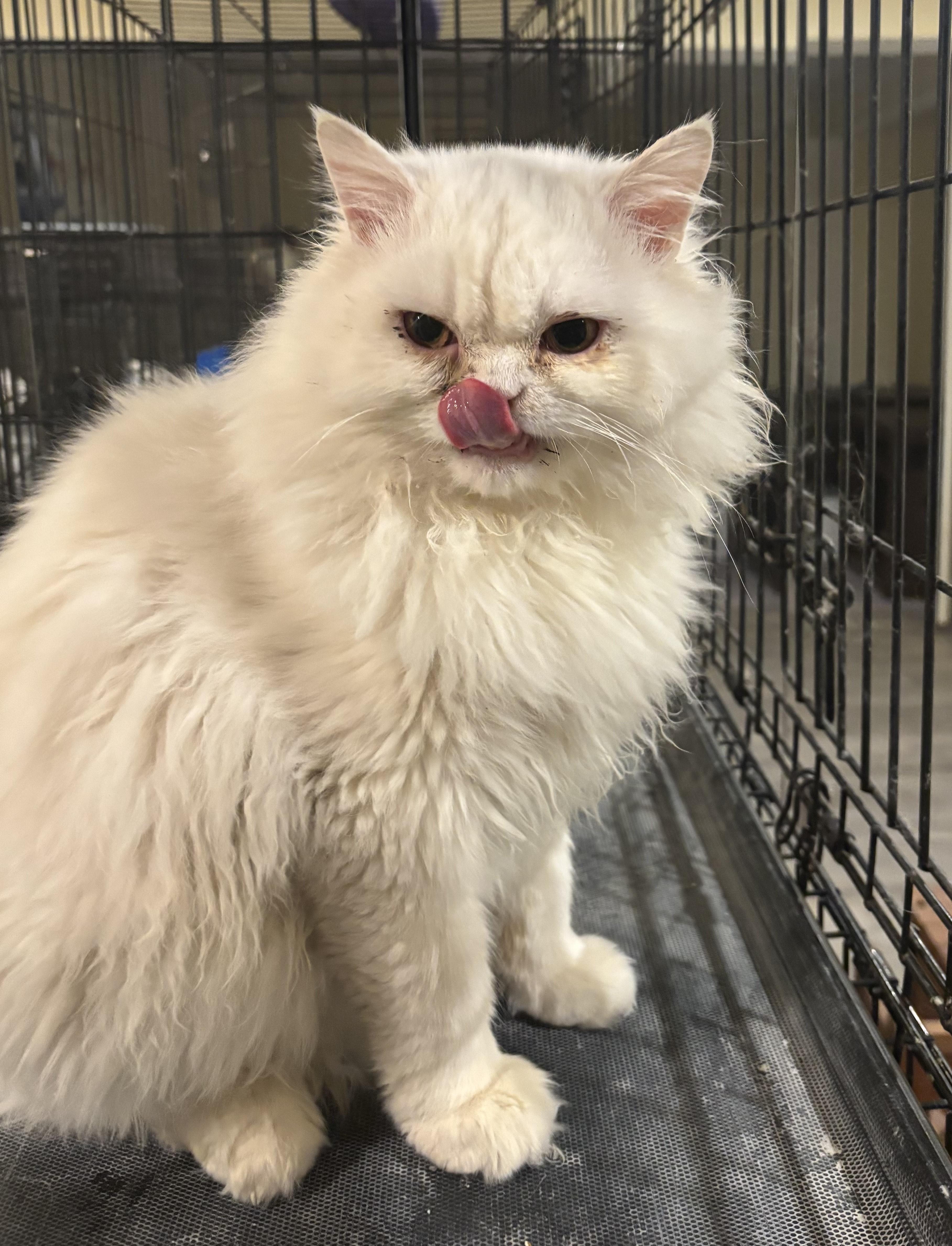 Enlarge Casper (Persian), a ADOPTABLE Persian in Fairfax, VA image 3/4