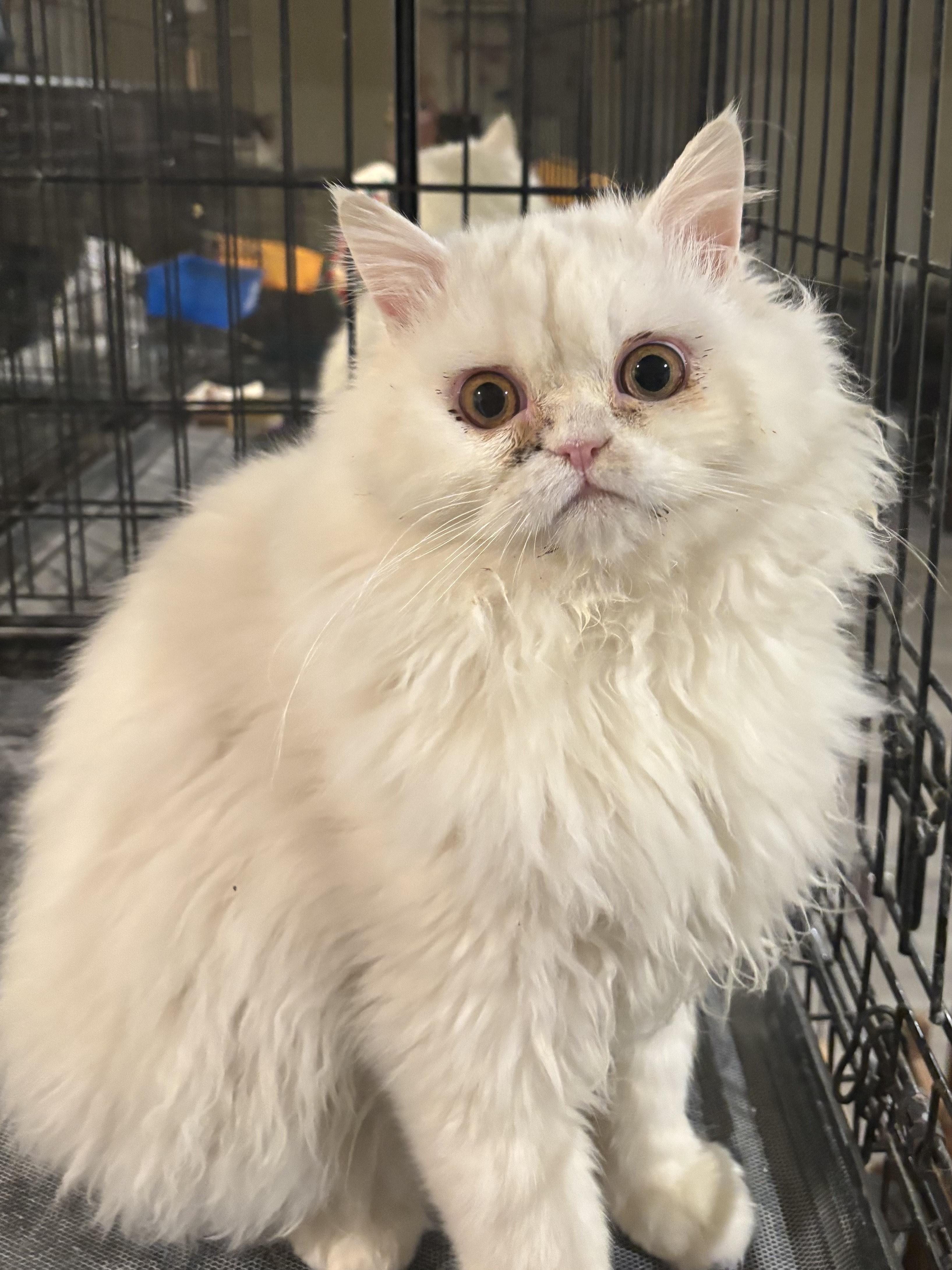Casper (Persian), ADOPTABLE, Young Male Persian.