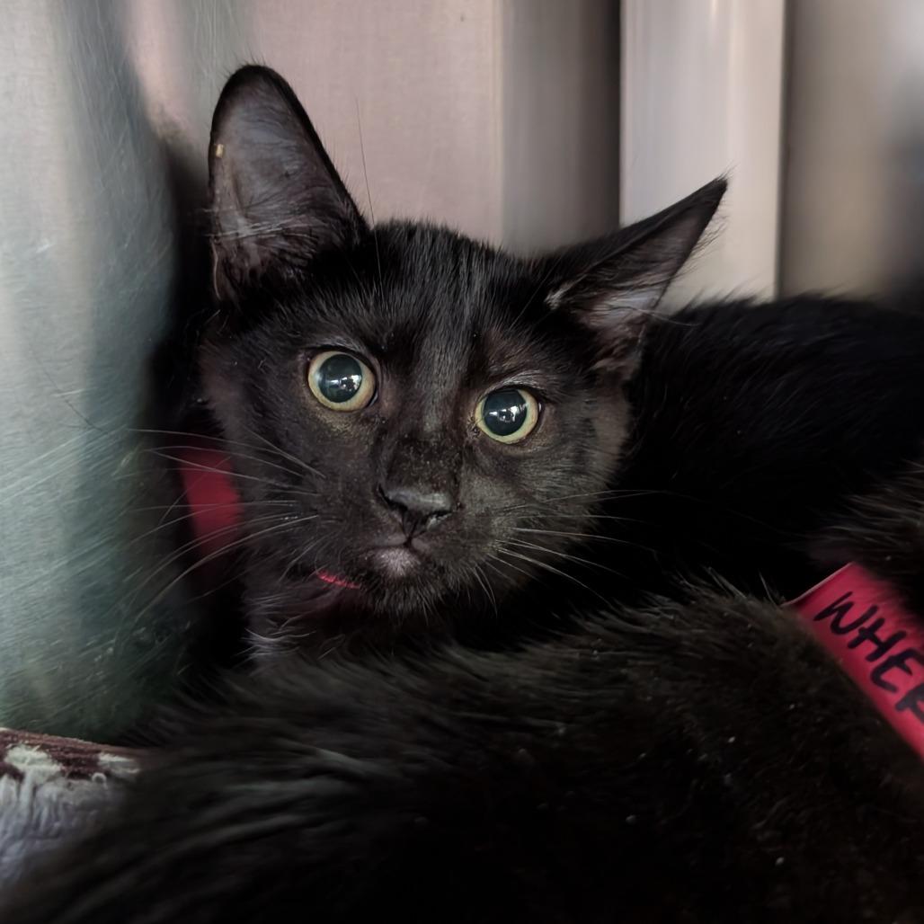 Why?, Adoptable, Kitten Male Domestic Short Hair.