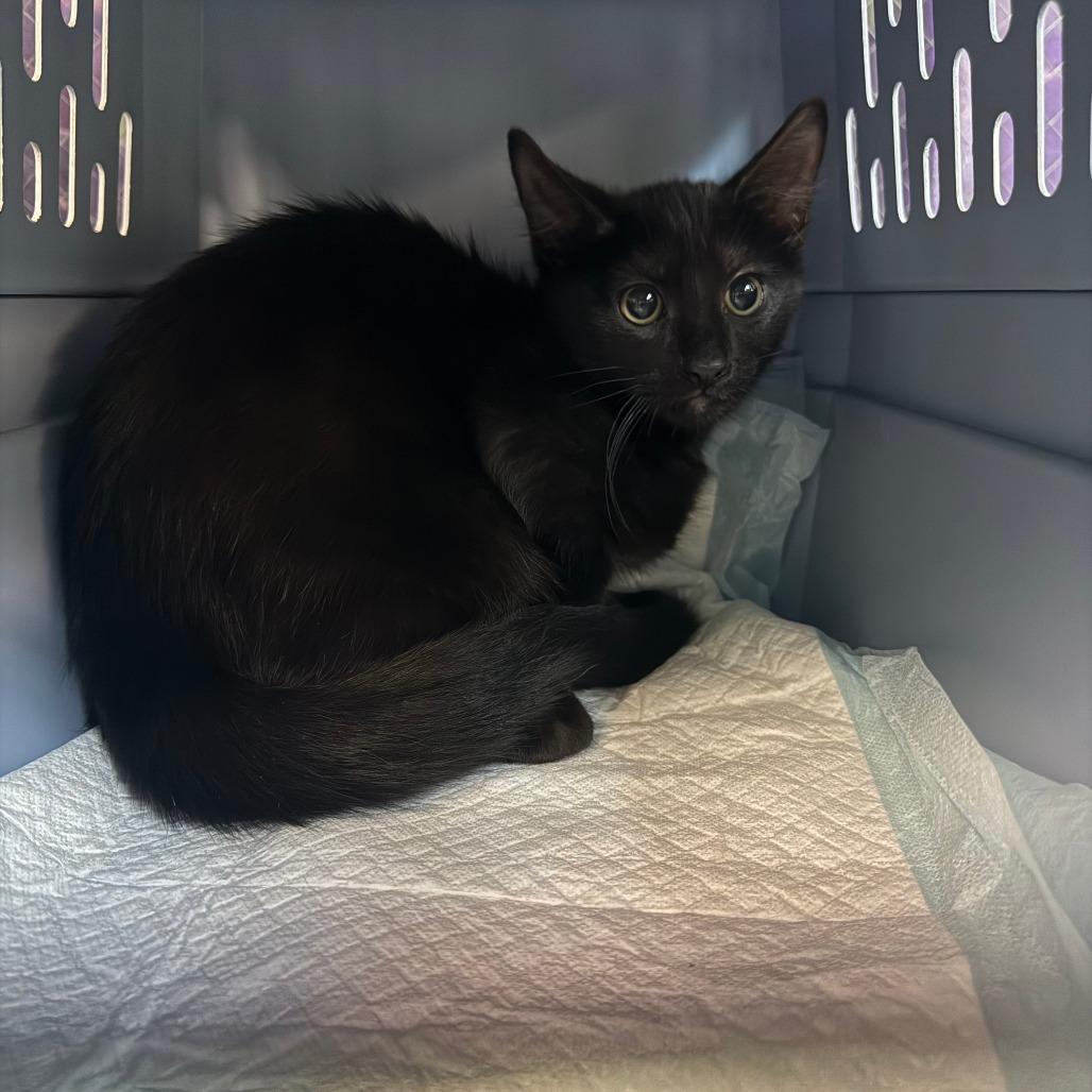 Enlarge Why?, a Adoptable Domestic Short Hair in Emporia, KS image 2/2