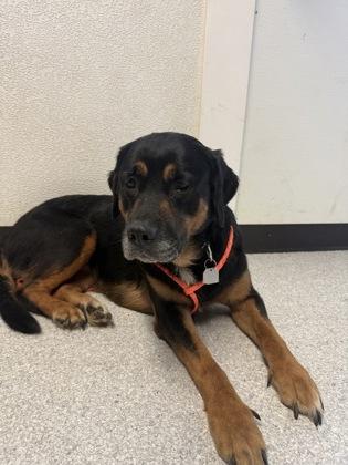 Candy Corn, Adoptable, Adult Female Rottweiler.