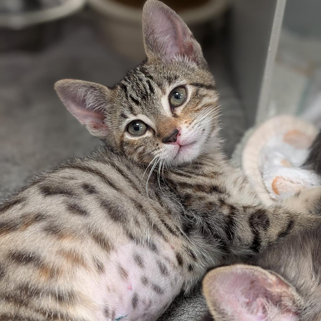 Enlarge Olive, a Adoptable Domestic Short Hair in Buchanan Dam, TX image 1/1