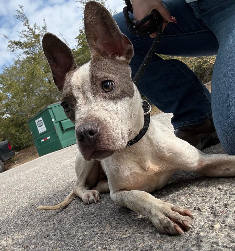 Butterfree, Adoptable, Adult Female French Bulldog & Australian Cattle Dog / Blue Heeler.