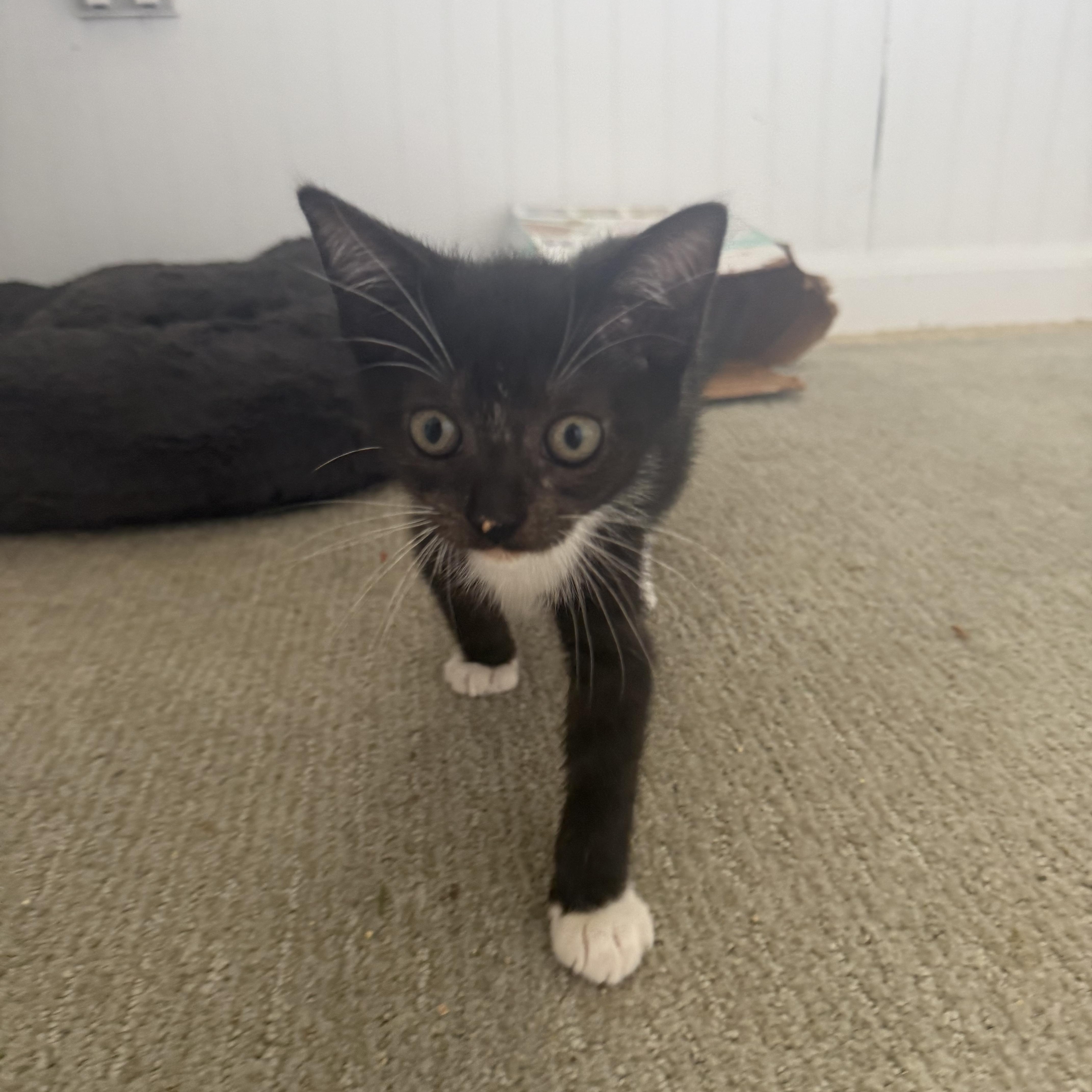 Polka Dot (aka SMH), adopted, Kitten Female Domestic Short Hair.
