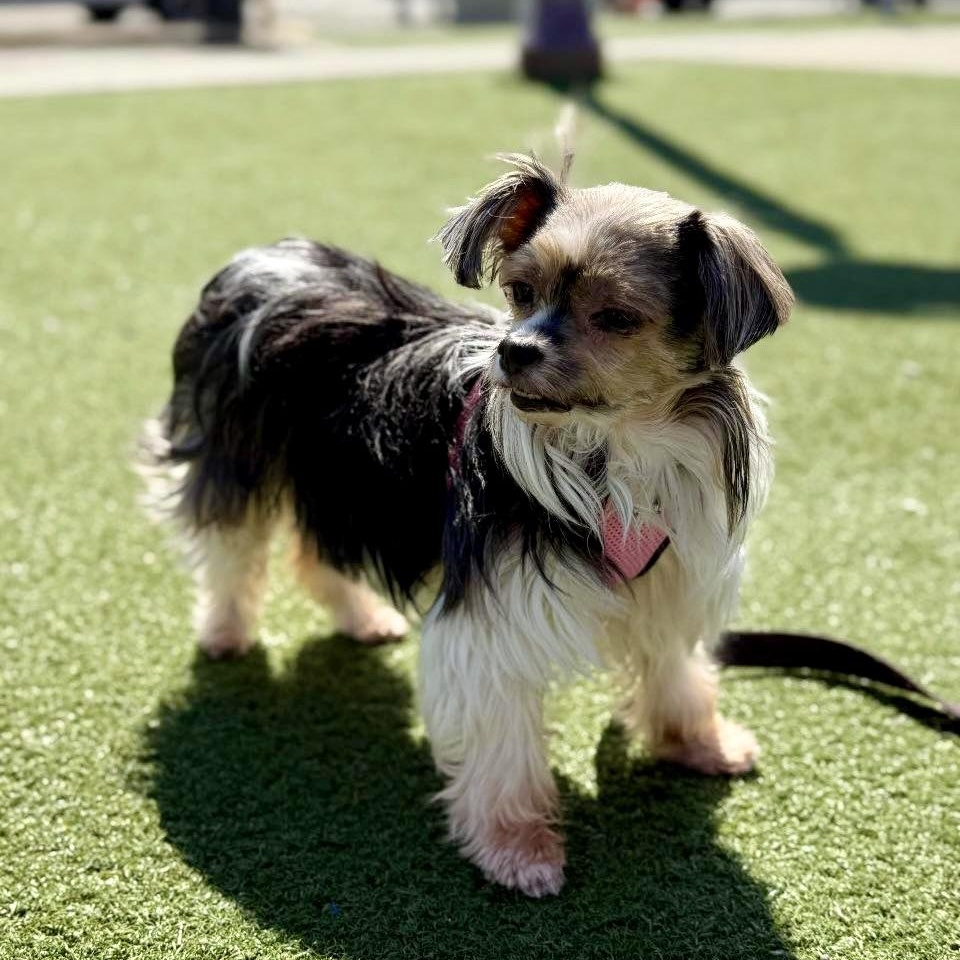 Enlarge Bitsy, an adopted mixed breed in Glendale, NY image 5/5