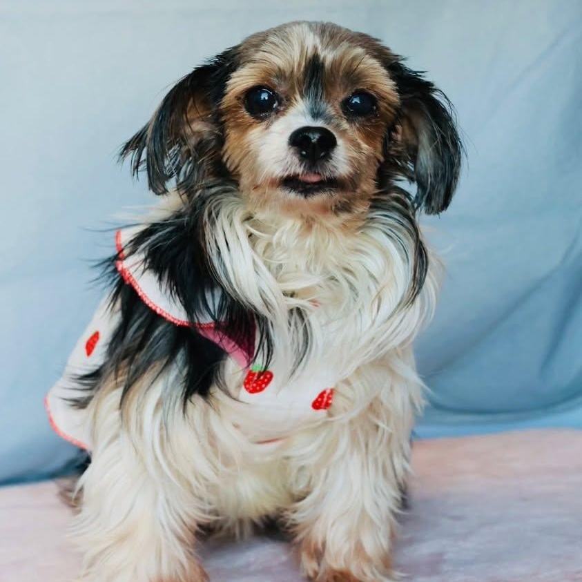 Enlarge Bitsy, an adopted mixed breed in Glendale, NY image 1/5