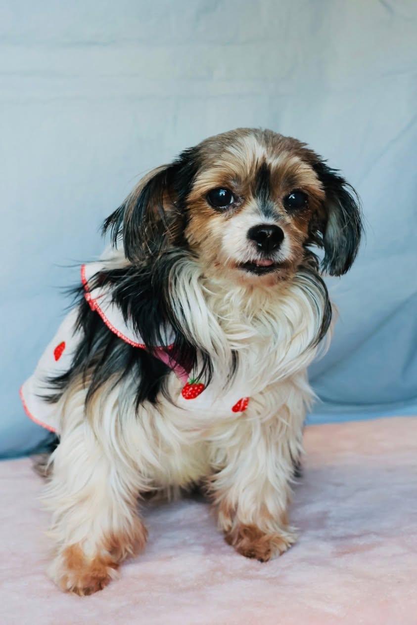 Enlarge Bitsy, an adopted mixed breed in Glendale, NY image 4/5