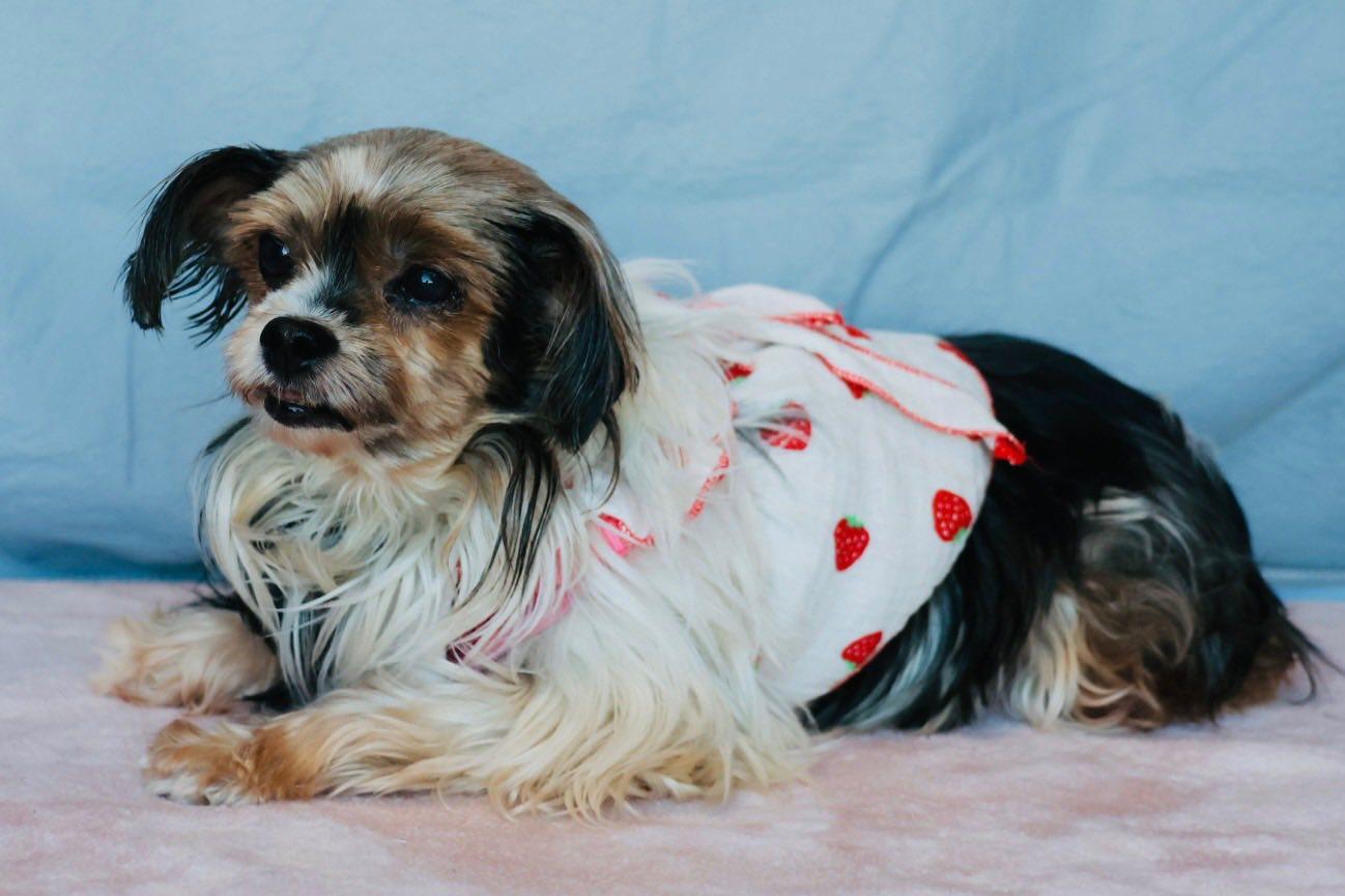 Enlarge Bitsy, an adopted mixed breed in Glendale, NY image 3/5