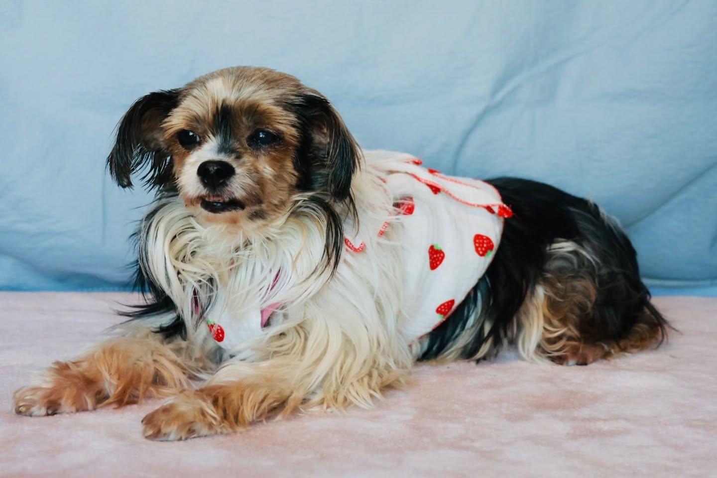 Enlarge Bitsy, an adopted mixed breed in Glendale, NY image 2/5