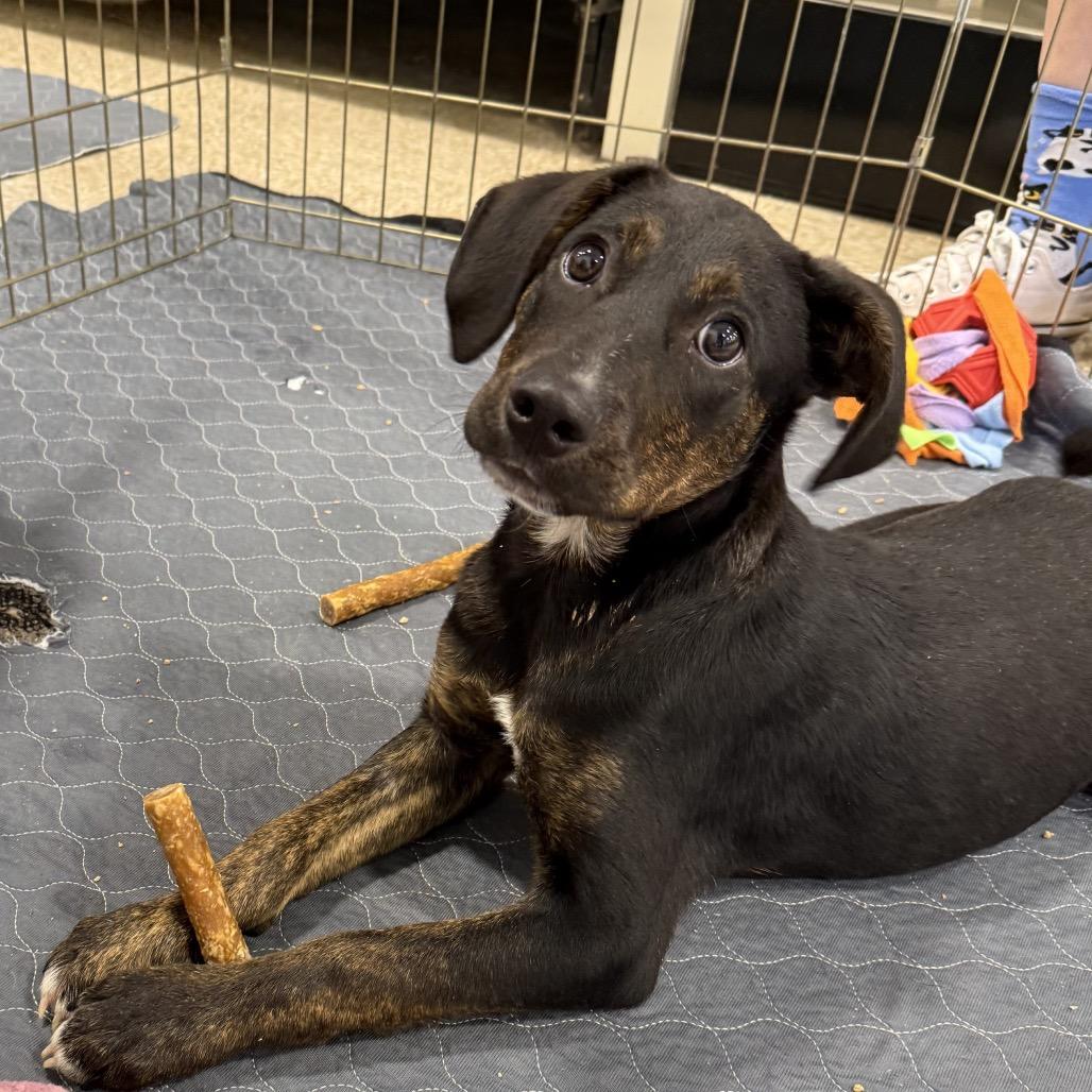 Neo, Adoptable, Puppy Male Labrador Retriever & Mixed Breed.