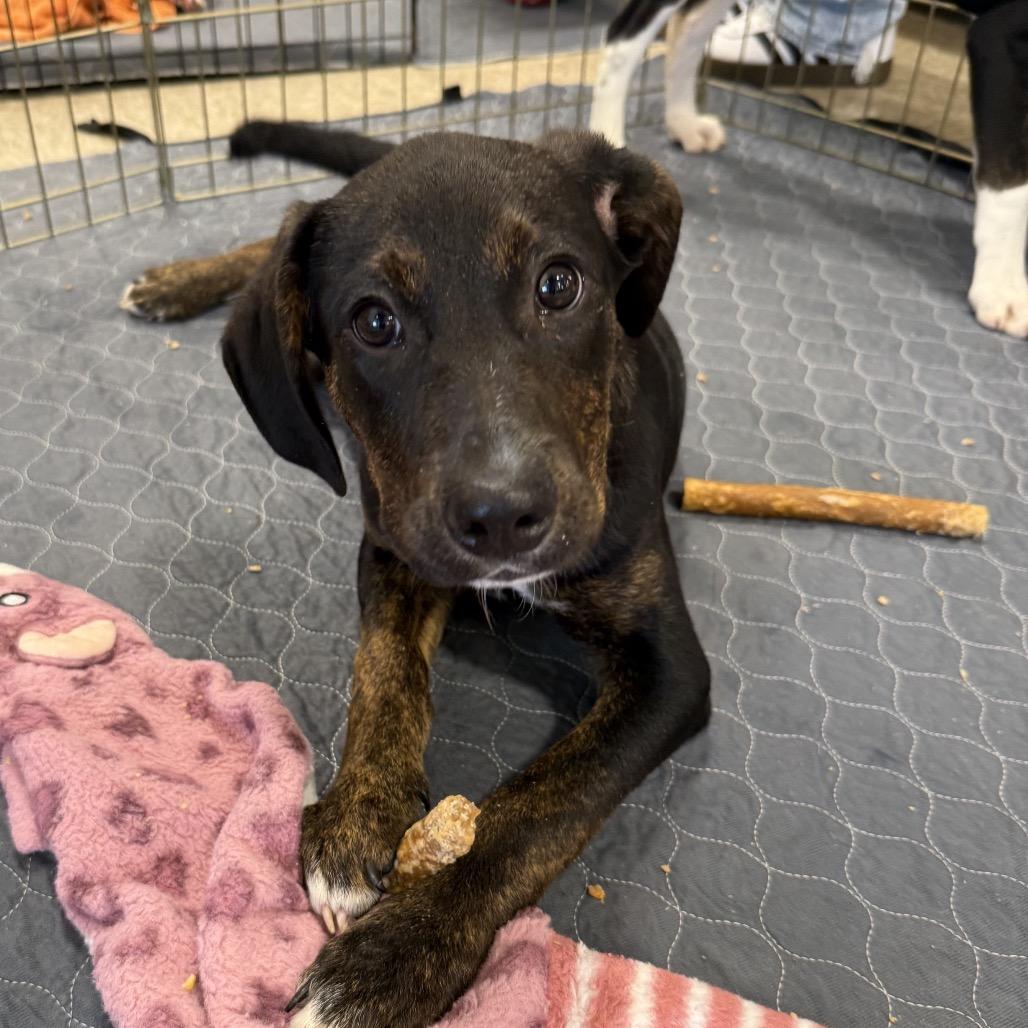 Enlarge Neo, a Adoptable mixed breed in Hattiesburg, MS image 2/3