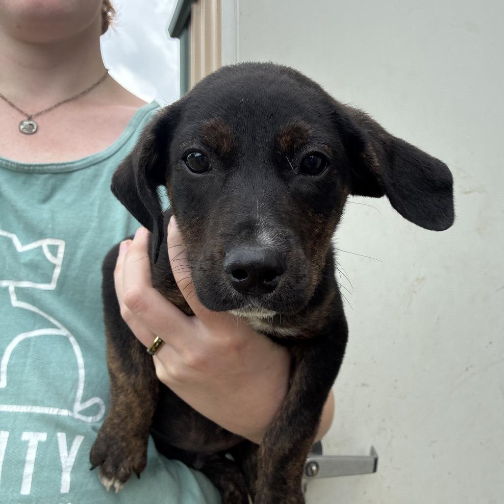 Enlarge Neo, a Adoptable mixed breed in Hattiesburg, MS image 1/1