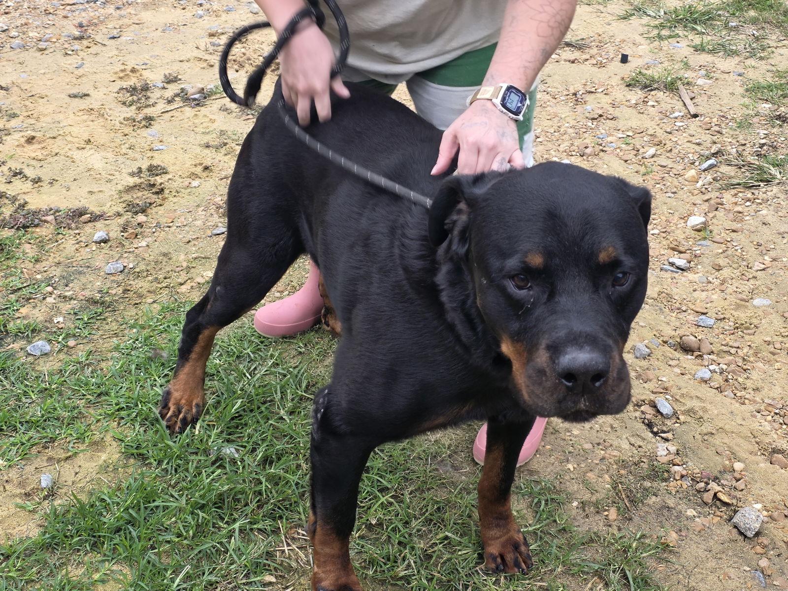 Enlarge Gunther, a Adoptable Rottweiler in Jackson, MS image 1/2