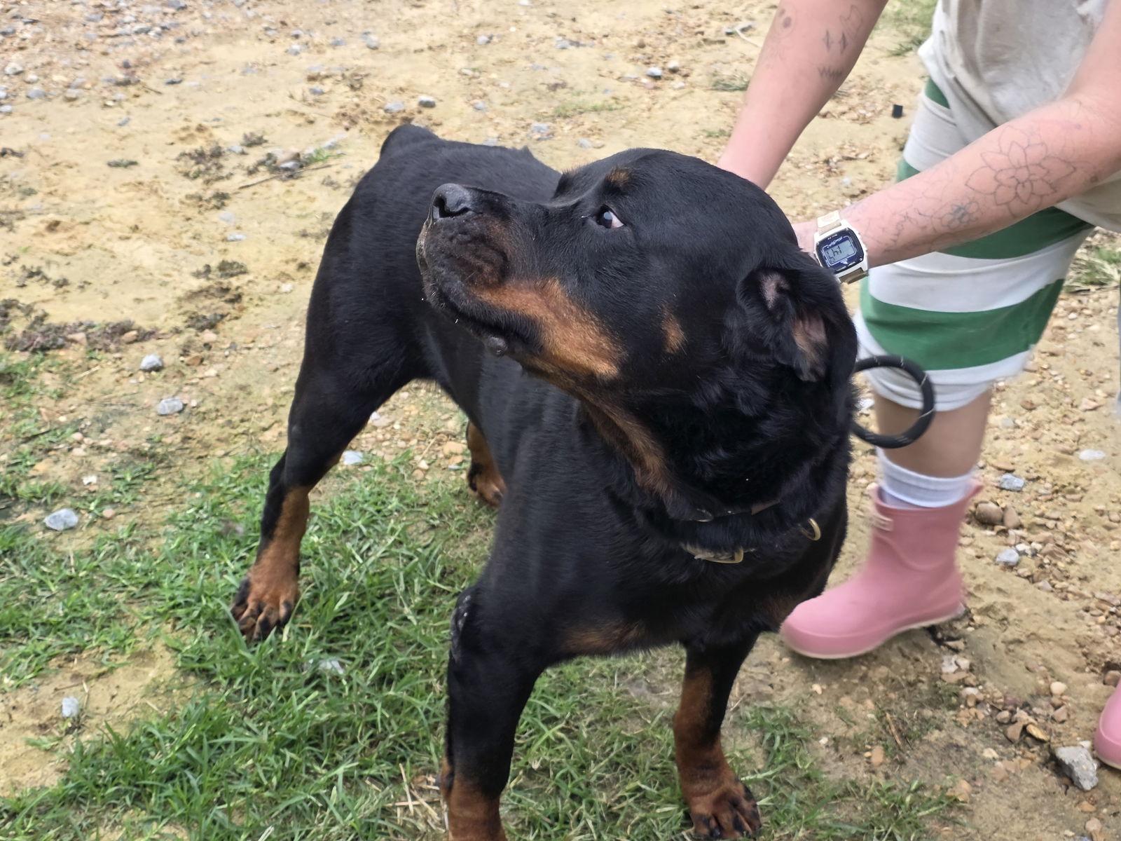 Enlarge Gunther, a Adoptable Rottweiler in Jackson, MS image 2/2