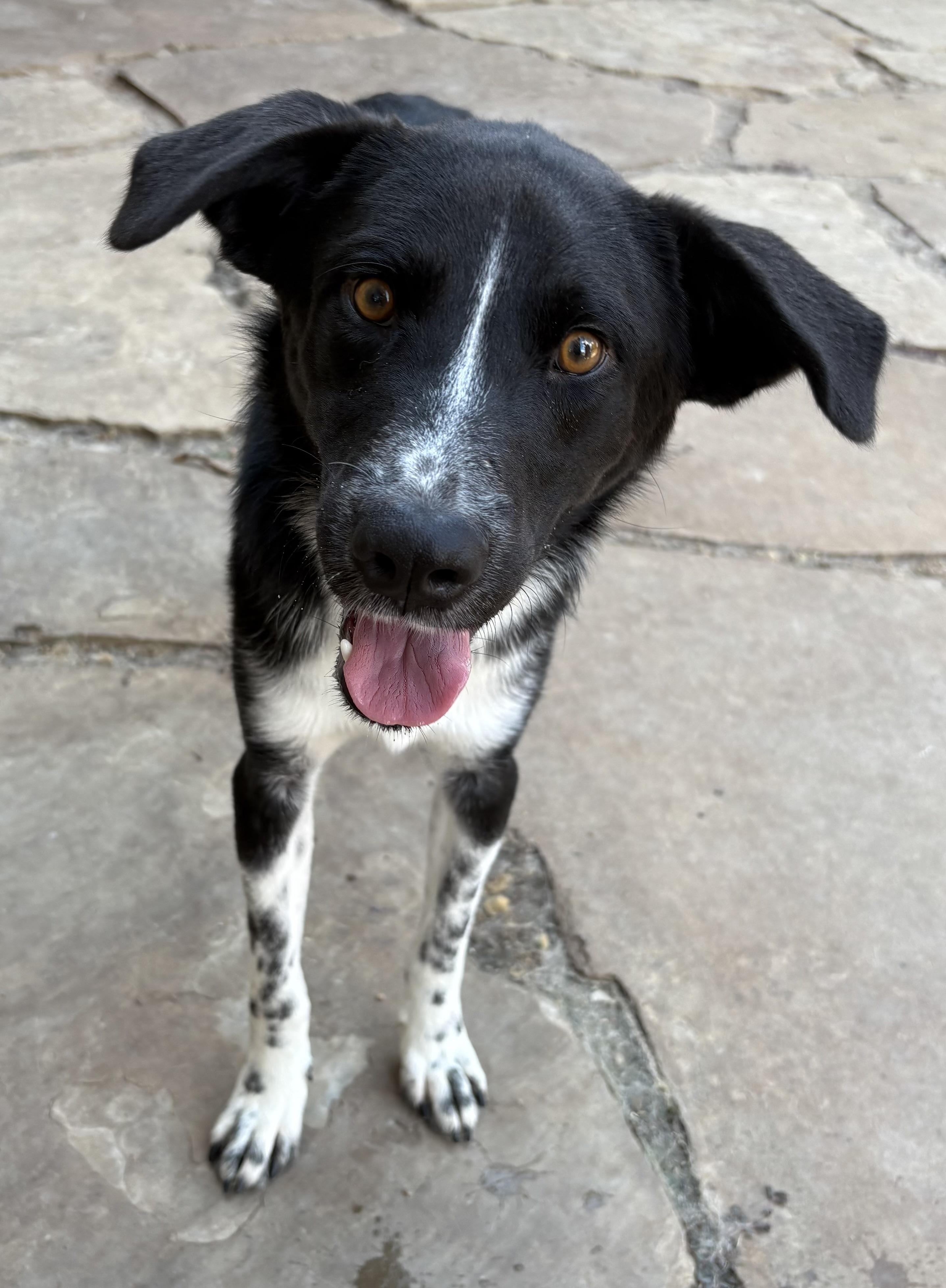 PINTO, an adopted mixed breed in Fort Worth , TX image 2/4