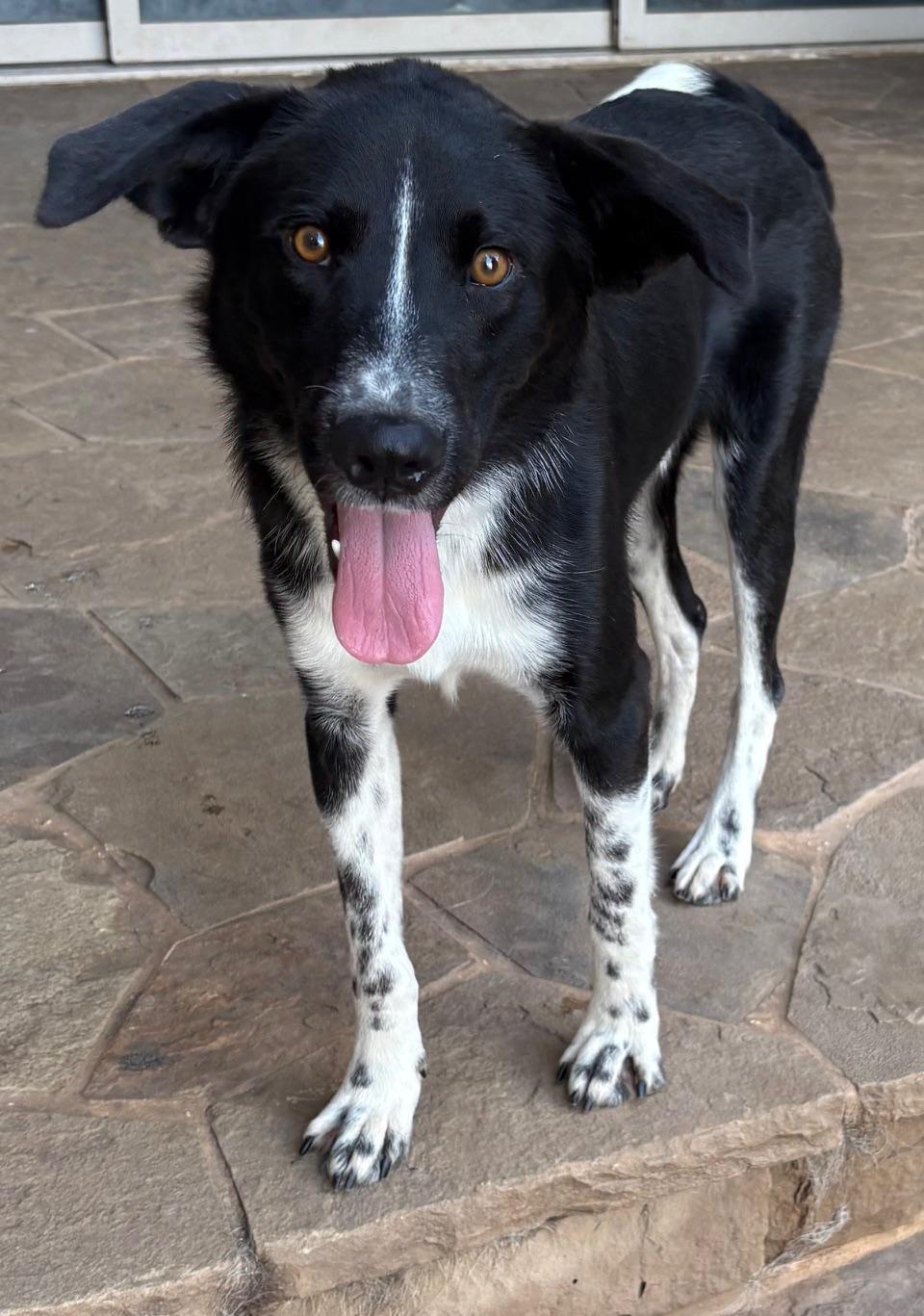 PINTO, an adopted mixed breed in Fort Worth , TX image 3/4