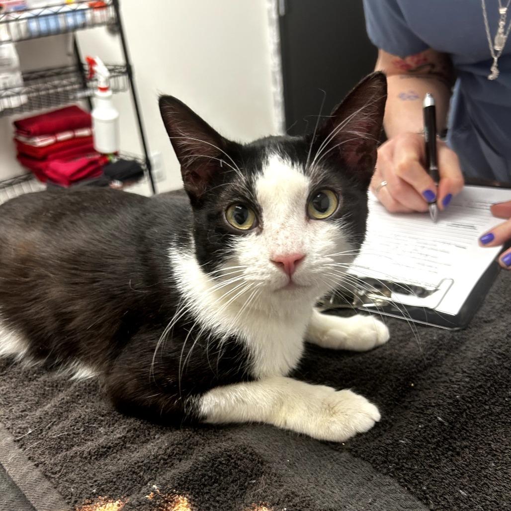 Enlarge Cosmo, a ADOPTABLE Domestic Short Hair in Cortland, OH image 2/4