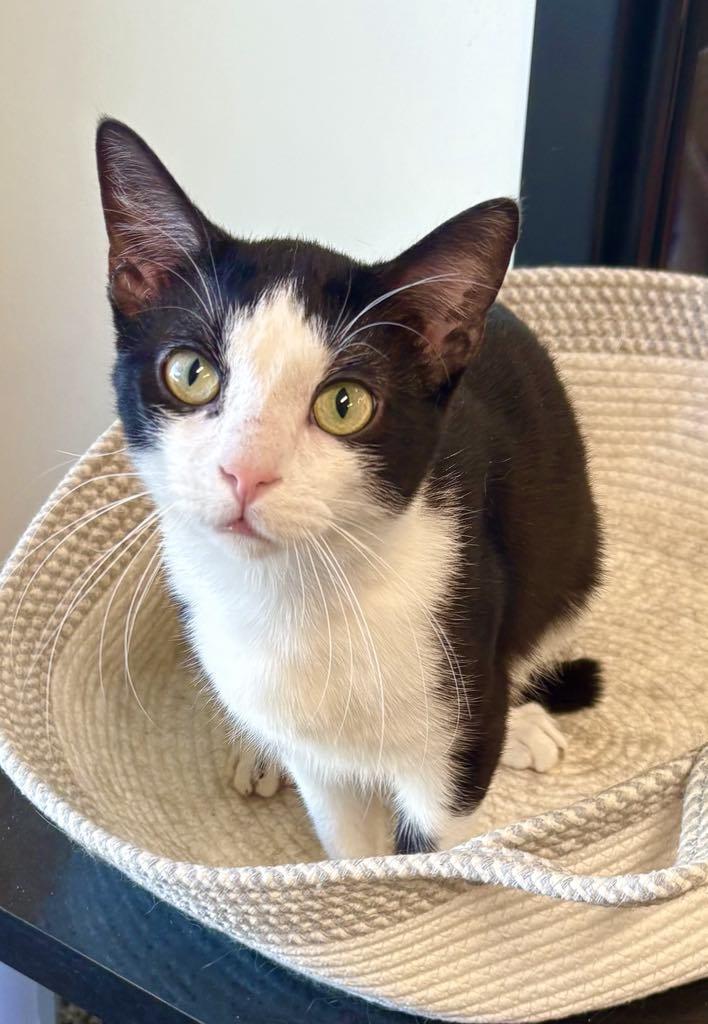 Enlarge Cosmo, a ADOPTABLE Domestic Short Hair in Cortland, OH image 1/4