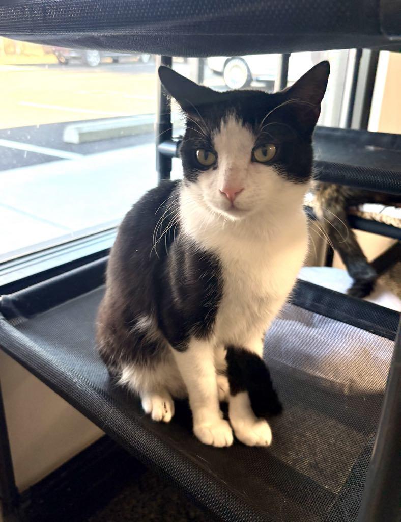 Enlarge Cosmo, a ADOPTABLE Domestic Short Hair in Cortland, OH image 4/4