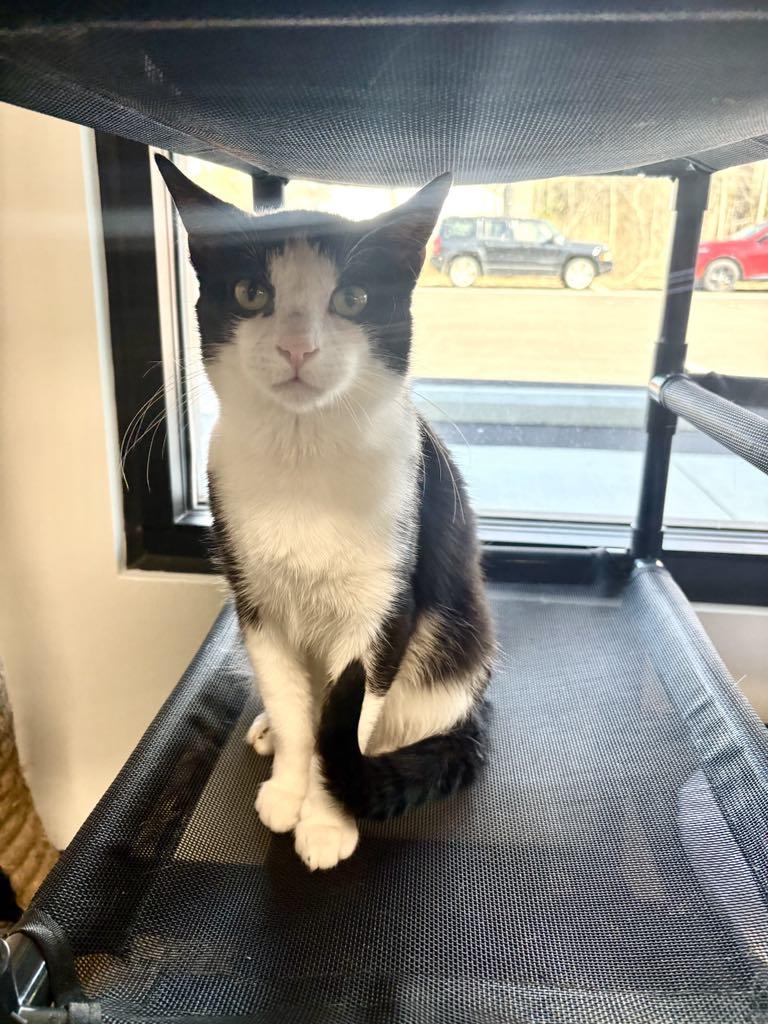 Enlarge Cosmo, a ADOPTABLE Domestic Short Hair in Cortland, OH image 3/4