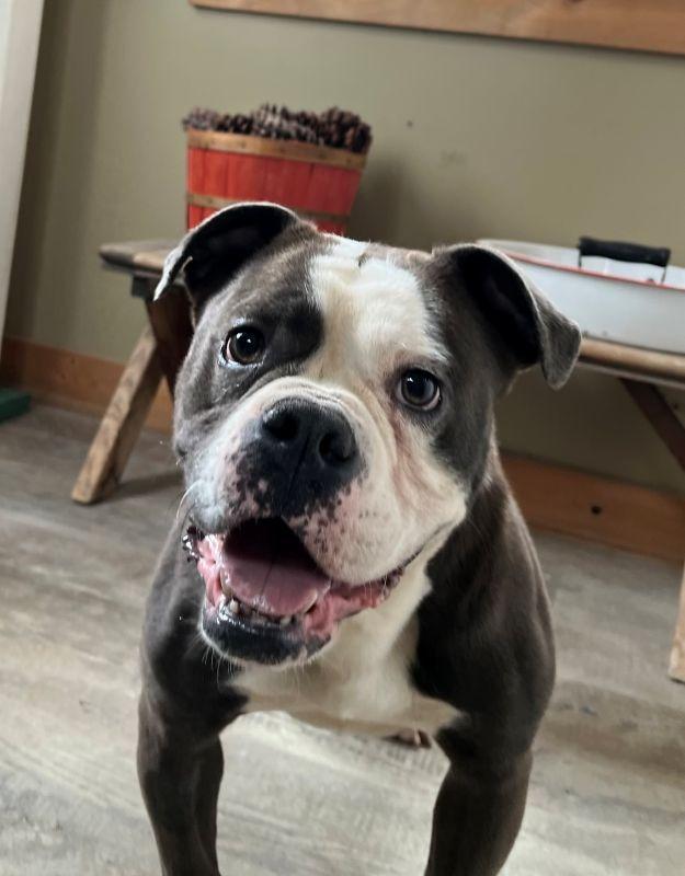 Autumn, Adopted, Adult Female American Bulldog.