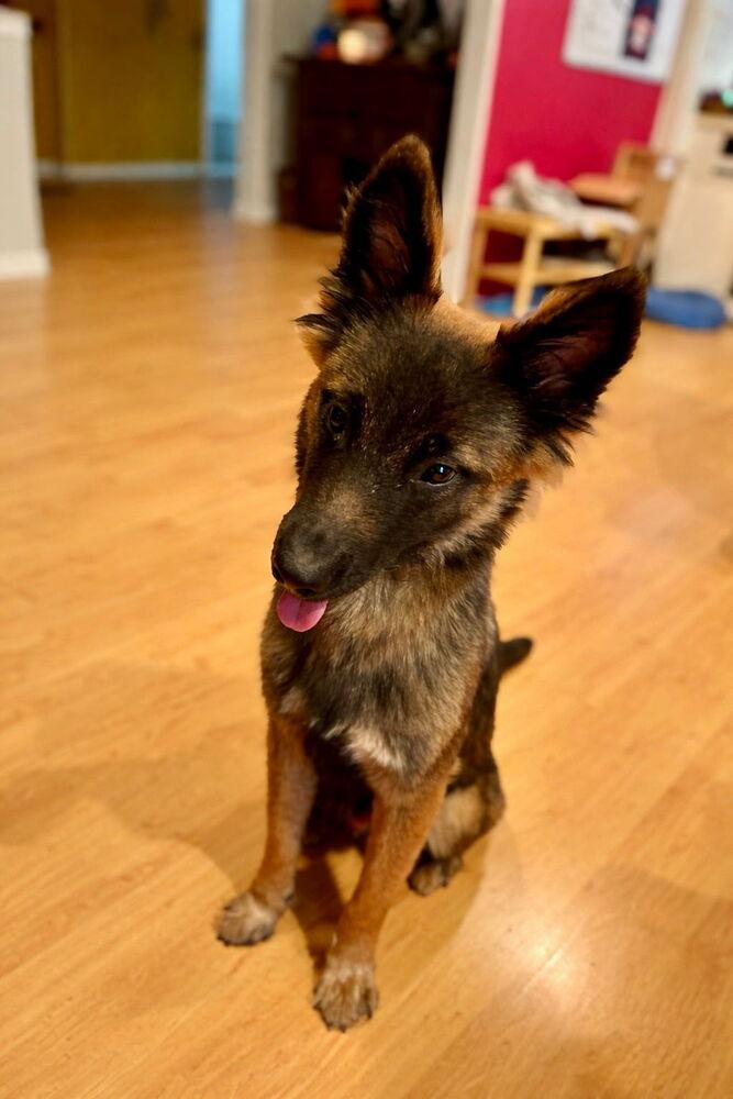 Dante, Adopted, Adult Male German Shepherd Dog.