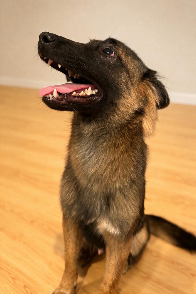 Enlarge Dante, a Adopted mixed breed in Sealy, TX image 2/4