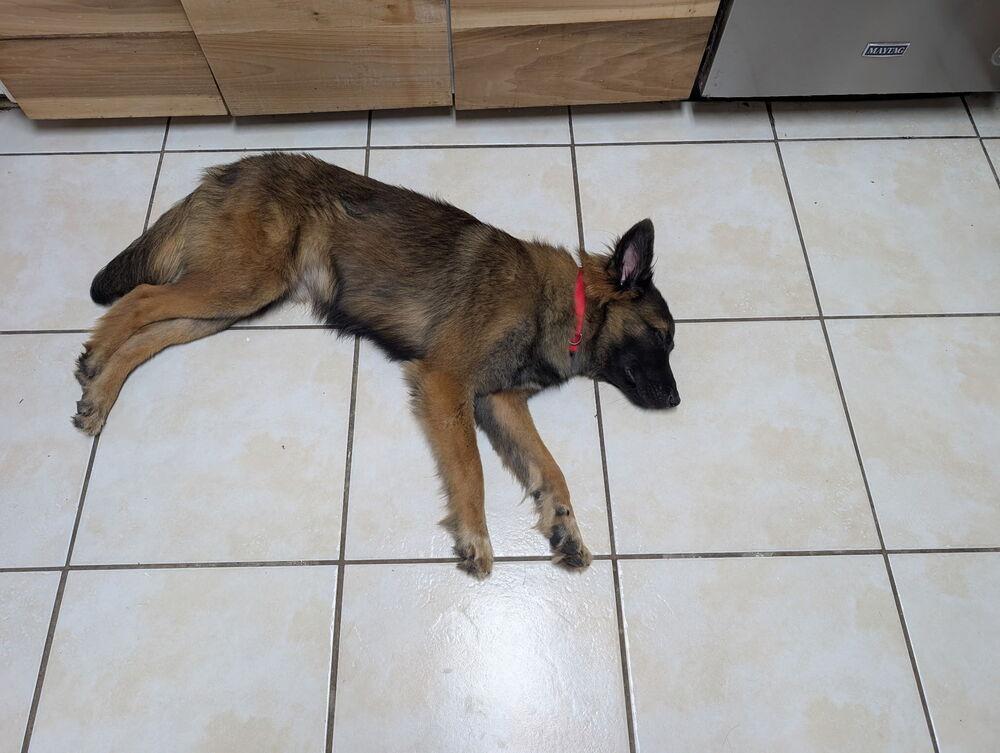 Enlarge Dante, a Adopted mixed breed in Sealy, TX image 3/4