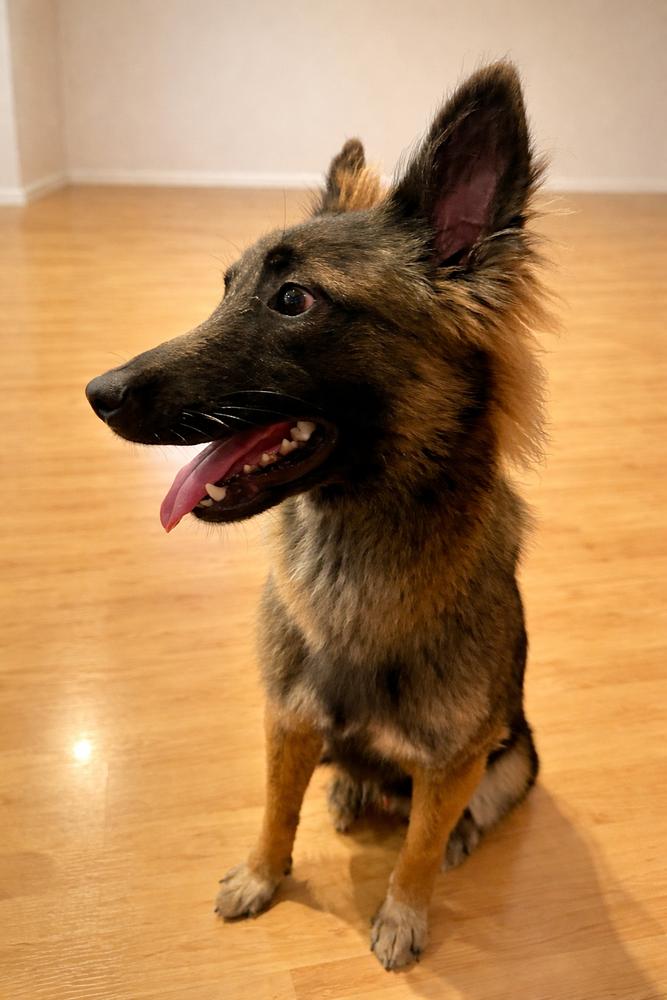 Enlarge Dante, a Adopted mixed breed in Sealy, TX image 4/4