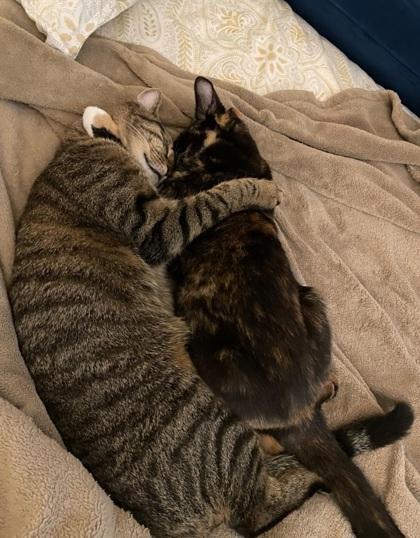 Bonnie, Adoptable, Young Female Domestic Short Hair & Domestic Short Hair.