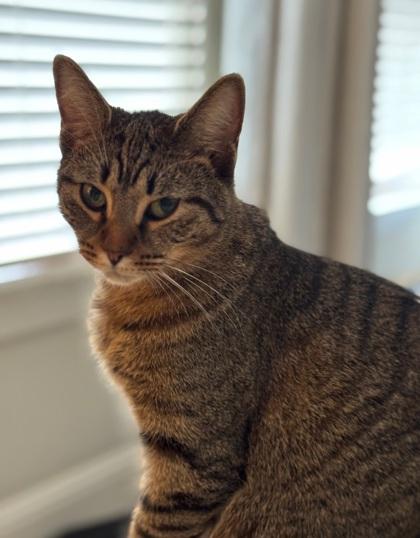 Enlarge Bonnie, a Adoptable mixed breed in Cumming, GA image 2/3