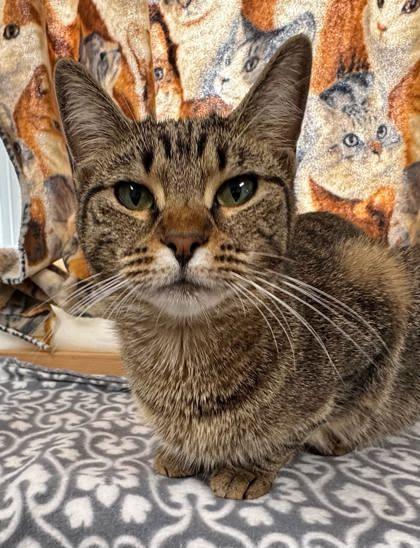 Enlarge Bonnie, a Adoptable mixed breed in Cumming, GA image 3/3