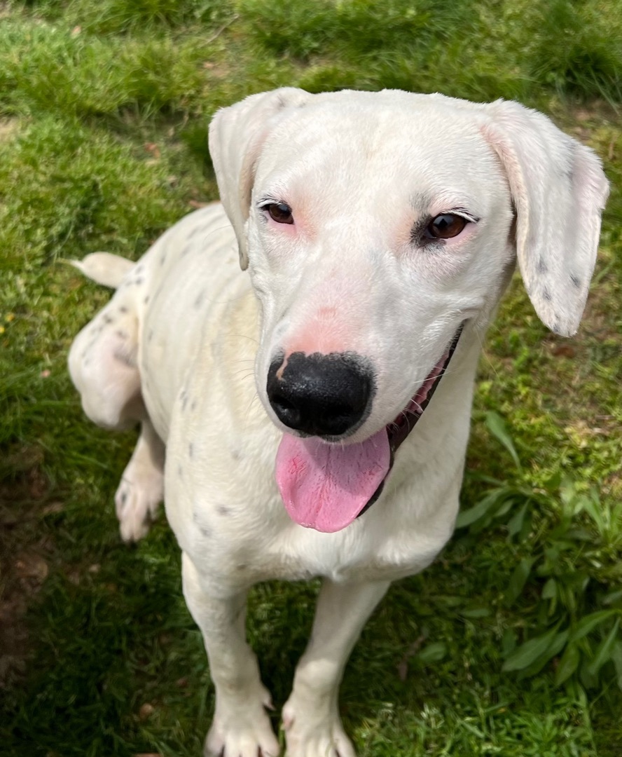 Jubilee (sweetie), Adoptable, Young Female Dalmatian & Labrador Retriever.